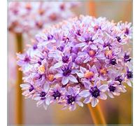 Allium Rhizome, Rizomi resistenti all'inverno, Giganteum Allium, Rizomi floreali multianni, giardino, gioco di colori unico, rizomi di qualità invernale, 3zwibeln-I