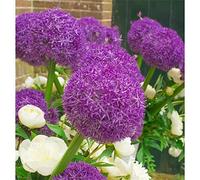 Allium Rhizome, Rizomi resistenti all'inverno, Giganteum Allium, Rizomi floreali multianni, giardino, gioco di colori unico, rizomi di qualità invernale, 8 cipolle A
