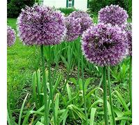 Allium Rhizome, Rizomi resistenti all'inverno, Giganteum Allium, Rizomi floreali multianni, giardino, gioco di colori unico, rizomi di qualità invernale, 3zwibeln-D
