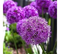 Allium Rhizome, Rizomi resistenti all'inverno, Giganteum Allium, Rizomi floreali multianni, giardino, gioco di colori unico, rizomi di qualità invernale, 15 cipolle H