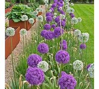 Allium Rhizome, Rizomi resistenti all'inverno, Giganteum Allium, Rizomi floreali multianni, giardino, gioco di colori unico, rizomi di qualità invernale, 3zwiebeln-C