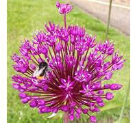Allium Rhizome, Rizomi resistenti all'inverno, Giganteum Allium, Rizomi floreali multianni, giardino, gioco di colori unico, rizomi di qualità invernale, 5zwibeln-B