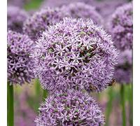 Allium Rhizome, Rizomi resistenti all'inverno, Giganteum Allium, Rizomi floreali multianni, giardino, gioco di colori unico, rizomi di qualità invernale, 8 cipolle