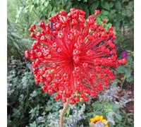 Allium Rhizome, Rizomi resistenti all'inverno, Giganteum Allium, Rizomi floreali multianni, giardino, gioco di colori unico, rizomi di qualità invernale, 8 cipolle -F