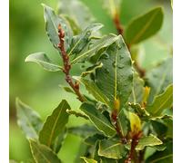 Alloro "Laurus nobilis" pianta aromatica sempreverde da siepe in vaso ø19 cm h. 110/130 cm Vivaio di Castelletto