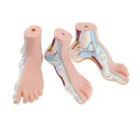 Almencla 3 Pezzi Modello Anatomico Normale Piede Umano Per Strumenti Didattici Scolastici, Display Di Apprendimento E Elementi Di Raccolta