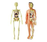 Almencla Modello del Corpo Umano, 17 Pezzi Rimovibili, Modello del Torso Umano, Visceri E Scheletro per Bambini, Strumento Didattico per St, Modelli di