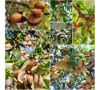 Almendro resistente - semi di giardino interni semi di mandorlo ufficio letti elevati per giardino decorativi 30pcs