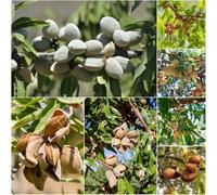 Almendro resistente - semi esotici resistenti giardino interni decorativi di semi di mandorlo 25pcs