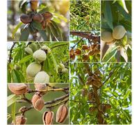 almond - semi esotici semi balcone resistenti da ufficio e decorativi - Serie 15pcs