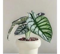 Alocasia - in vaso primaverili decorazione esotico per i luoghi 50semi
