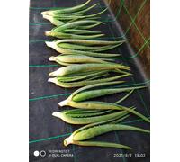 Aloe Alborescens 5 germogli 15,00€ pronti per il trapiant in vaso oa ter