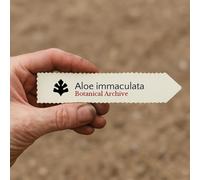 Aloe immaculata SEEDS - - SEMI Aloe maculato | Aloe immacolata