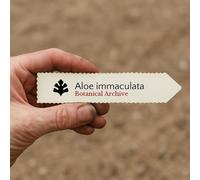 Aloe immaculata SEEDS - - SEMI Aloe maculato | Aloe immacolata