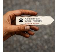 Aloe marlothii subsp. marlothii SEEDS - - SEMI Aloe di montagna | Aloe spinosa