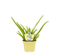 ALOE VERA BIO SU VASO 12
