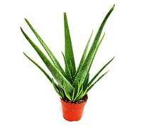 Aloe Vera, circa 4 - 5 anni, vaso 15 cm