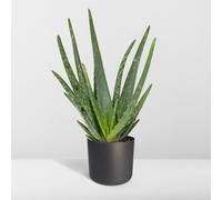 Aloe Vera Pianta - 12cm Diametro, 40cm Alto - Pratico Succulente per Da