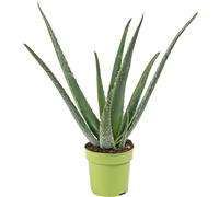Aloe vera - pianta da interno facile da curare, Aloe barbadensis - Altezza ca. 40 cm, diametro del vaso 12 cm