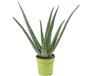 Aloe vera - pianta da interno facile da curare, Aloe barbadensis - Altezza ca. 40 cm, diametro del vaso 12 cm