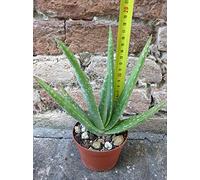 Aloe vera var. chinensis 20 cm, cactus, pianta grassa