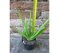 Aloe vera var. chinensis caespitosa 20 cm, cactus, pianta grassa