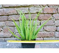 Aloe vera var. chinensis caespitosa 30 cm, cactus, pianta grassa