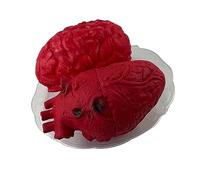 Alomejor Organo per Decorazioni Halloween, Cuore e Cervello Realistici | Materiale durevole, giochi di Halloween, decorazioni per feste