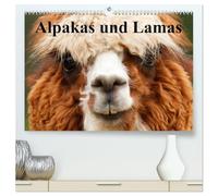 Alpakas und Lamas (hochwertiger Premium Wandkalender 2026 DIN A2 quer), Kunstdruck in Hochglanz: Genügsame Neuweldkameliden aus Südamerika