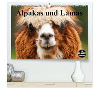 Alpakas und Lamas (hochwertiger Premium Wandkalender 2026 DIN A2 quer), Kunstdruck in Hochglanz: Genügsame Neuweldkameliden aus Südamerika