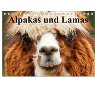 Alpakas und Lamas (Tischkalender 2026 DIN A5 quer), CALVENDO Monatskalender: Genügsame Neuweldkameliden aus Südamerika
