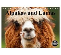 Alpakas und Lamas (Tischkalender 2026 DIN A5 quer), CALVENDO Monatskalender: Genügsame Neuweldkameliden aus Südamerika