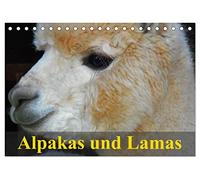 Alpakas und Lamas (Tischkalender 2026 DIN A5 quer), CALVENDO Monatskalender: Südamerikas wuschelige und spuckende Wiederkäuer
