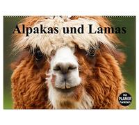 Alpakas und Lamas (Wandkalender 2026 DIN A2 quer), CALVENDO Monatskalender: Genügsame Neuweldkameliden aus Südamerika