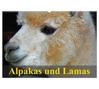 Alpakas und Lamas (Wandkalender 2026 DIN A2 quer), CALVENDO Monatskalender: Südamerikas wuschelige und spuckende Wiederkäuer