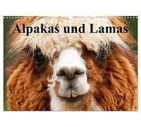 Alpakas und Lamas (Wandkalender 2026 DIN A3 quer), CALVENDO Monatskalender: Genügsame Neuweldkameliden aus Südamerika