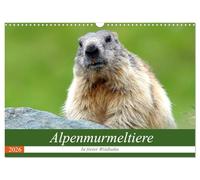 Alpenmurmeltiere in freier Wildbahn (Wandkalender 2026 DIN A3 quer), CALVENDO Monatskalender: Einblick in das Reich der putzigen Alpenbewohner