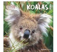 Koalas 2026 - Broschürenkalender 30x30 cm (30x60 geöffnet) - Kalender mit Platz für Notizen - koala bears - Bildkalender - Wandplaner - Bärenkalender