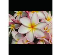 Alphabet Coloring Book: with flowers