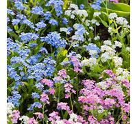 Alpine Forget-Me-Non semi misti - Myosotis alpestris