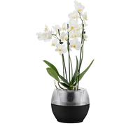 alqua Vasi per piante autoirriganti da 16 cm, in plastica nera, con drenaggio, per interni ed esterni, per orchidee, grandi vasi da giardino per piante, moderni contenitori in plastica