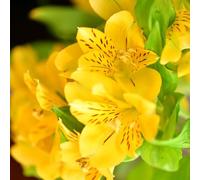 Alstroemeria acquistare semi di serra balcone selvatici balcone parterre primavera primi decorazione giardino estate 50pcs