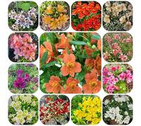 alstroemeria - Decorazioni autunnali per un giardino resistente per l' di semi di ufficio sempreverdi semi tappezzanti resistenti al freddo 850semi