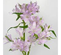 alstroemeria - giardino balcone con interna serre balcone rara rampicante Giardino roccioso resistenti per il pieno sole 180semi