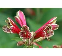 Alstroemeria psittacina o pappagallo Lily 8 Seeds Seeds ONLY
