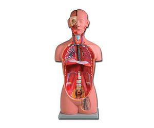 ALTAY Modello Torso Uni-Sex, Fornito con Guida su Cd-Rom, per Didattica