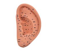 Amagogo Modello a orecchie Reflexology AcuPoint Learning Display Lab fornitura Studio leggero Accessori scolastici Smooth Meridiani cinesi, 22 Cm