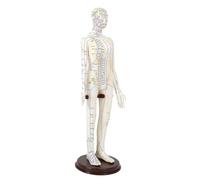 Amagogo Modello di agopuntura Assistenza didattica Studio multiuso in PVC con modello di pratica umana alta 20 pollici Meridiani medici cinesi, Femmina Dura