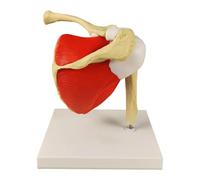 Amagogo Modello di articolazione della Spalla Forniture Modello di Scheletro anatomico Multifunzione Strumento didattico per l'apprendimento Ricerca