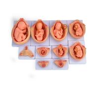 Amagogo Modello Fetale Completo in 10 Pezzi con Sezioni Trasversali Dell'utero E Strutture Interne Dipinte per La Formazione Adatto per Lezioni di Anatomia E Corsi